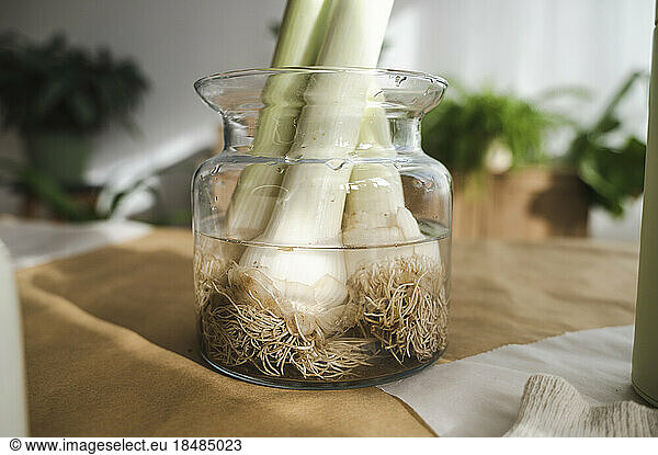 Roots of vegetables soaked in glass jar at home