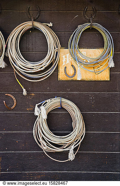 Rope and lassos hang on horse shoes mounted on a wood wall at a ranch
