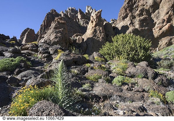 Roques de Garcia Vulkanlandschaft mit Vegetation Teide-Nationalpark UNESCO Weltnaturerbe Teneriffa Spanien Europa