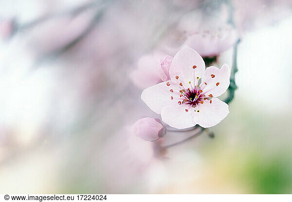 Rosa blühende Pflaumenblüte