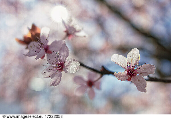 Rosa blühende Pflaumenblüten