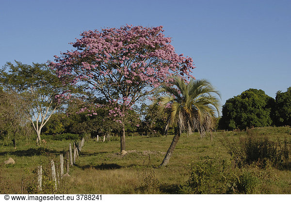 Rosa blühender Lebens- oder Inkabaum (Tabebuia heptaphylla),  Paraguay