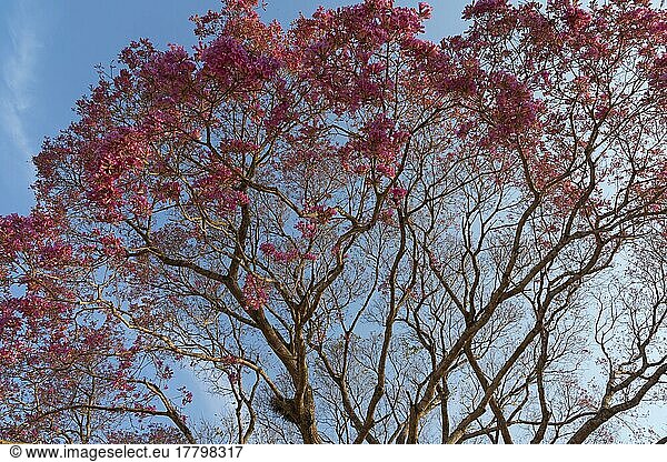 Rosa Ipe-Baum (Tabebuia ipe) während der Blütezeit entlang der Transpantaneira  Pantanal  Bundesstaat Mato Grosso  Brasilien  Südamerika