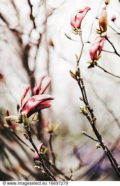 Rosa Magnolienblüten. Selektiver Fokus  unscharfer Hintergrund.