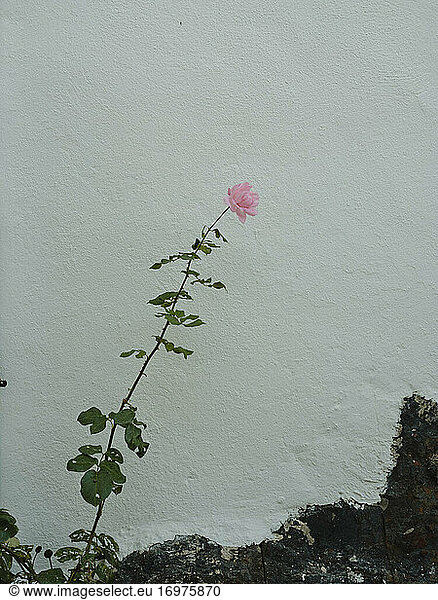 Rosa Rose vor weißer Wand