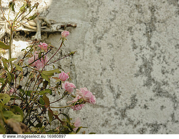 Rosa Rosen vor einer Kirchenmauer