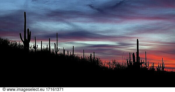 Rosa und blauer Himmel mit Silhouetten von Saguaro-Kakteen im Saguaro National Park.
