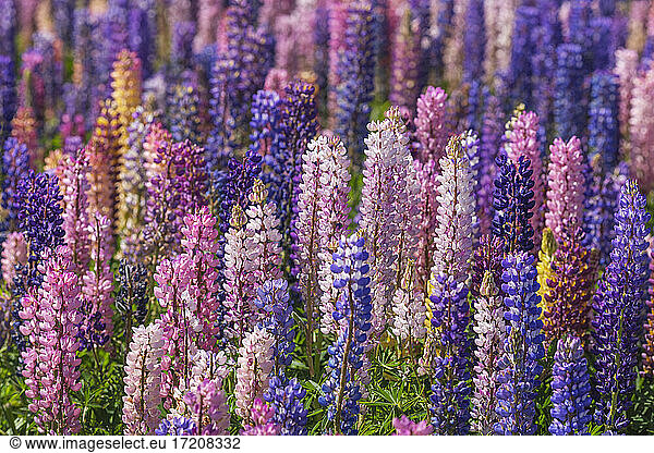 Rosa und violette Lupinen (Lupinus polyphyllus) blühen auf einer Frühlingswiese