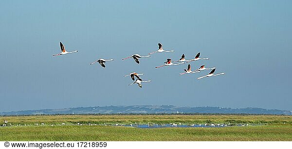 Rosaflamingos (Phoenicopterus roseus) im Flug  Nationalpark Doñana  Provinz Huelva  Andalusien  Spanien  Europa