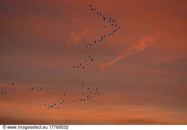 Rosafußgans (Anser brachyrhynchus)  Herde im Flug  V-Formation  bei Sonnenuntergang  Norfolk  England  Großbritannien  Europa