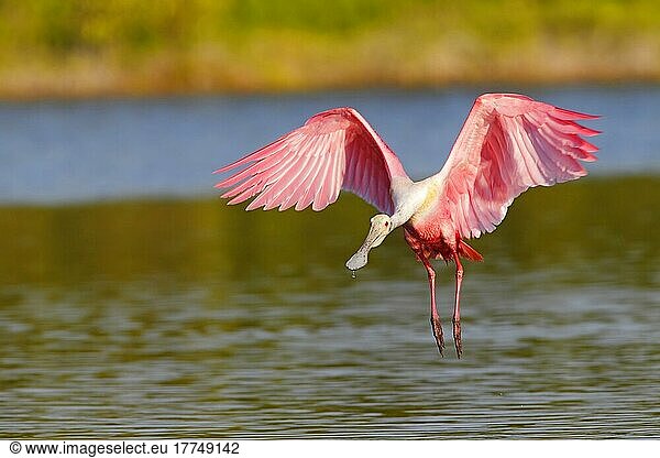 Rosalöffler (Ajaia ajaja) erwachsen  im Flug  Landung auf Wasser  Everglades  Florida (U.) S. A. Februar