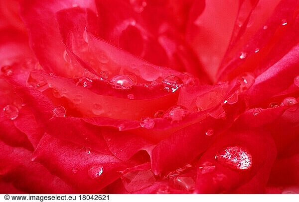 Rose  Blüte mit Regentropfen  Rosenblüte mit Regentropfen  Rosengewächse  Rosaceae  Blumen  Gartenpflanzen  Blüten  Blüte  Nahaufnahme  Detail  rot  Querformat  horizontal  Wassertropfen
