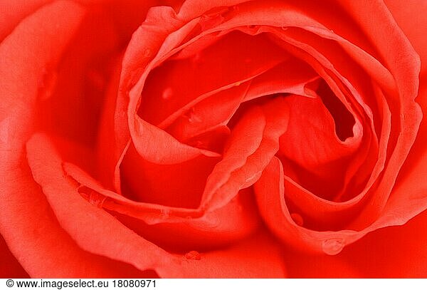 Rose  Blume mit Regentropfen  Rosenblüte mit Regentropfen (Pflanzen) (Pflanzen) (Blumen) (Sträucher) (Strauch) (Gartenpflanze) (Blüten) (Blüte) (Nahaufnahme) (Detail) (Querformat) (horizontal) (Wassertropfen) (Wassertropfen)