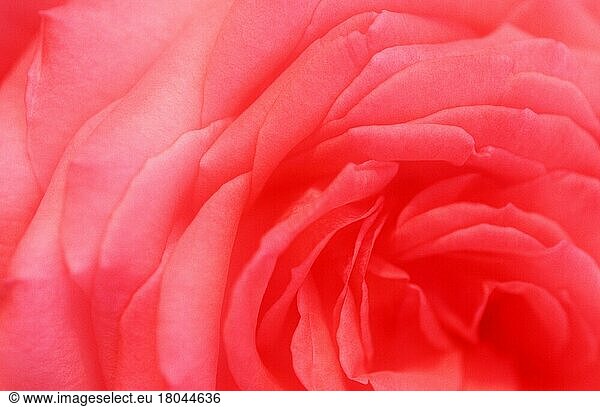 Rose  Blumendetail  Blütendetail  Pflanzen  Rosengewächse  Rosaceae  Blumen  Gartenpflanze  Blüte  Nahaufnahme  rosa  abstrakt  weich  Querformat  horizontal