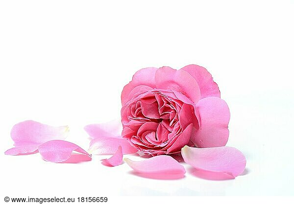 Rose flower and petals  variety Leonardo da Vinci