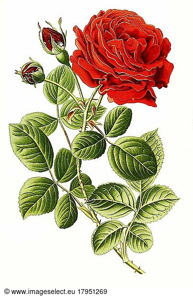 Rose General Jacqueminot  Historisch  digital restaurierte Reproduktion einer Vorlage aus dem 19. Jahrhundert