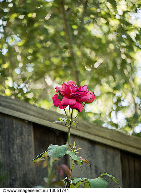 Rose growing in park