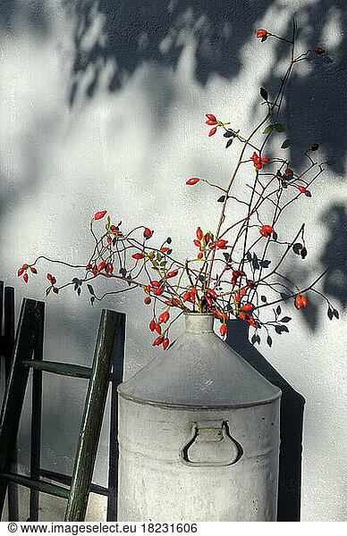Rose hip branches in metal milk canister