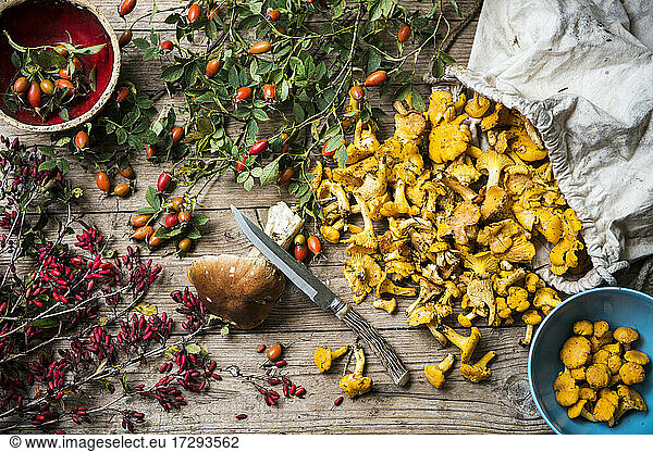 Rose hips,  barberries,  single porcini mushroom,  kitchen knife and sack of chantarelles
