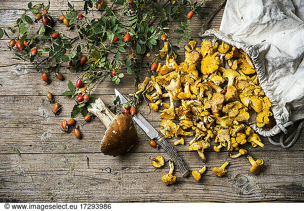 Rose hips,  single porcini mushroom,  kitchen knife and sack of chantarelles
