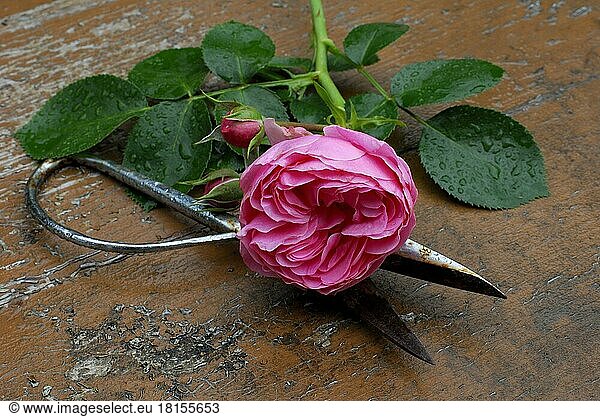 Rose Leonardo da Vinci  Garden shears