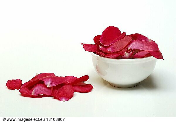 Rose petals in bowl  petals  rose  roses  rose petals