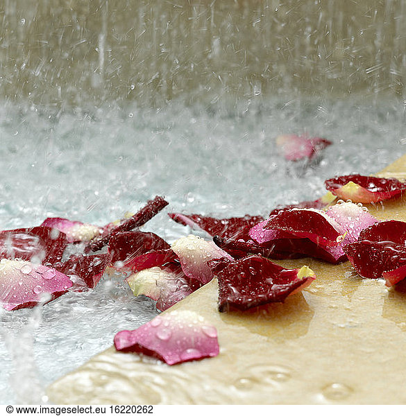 Rose petals in water  close-up