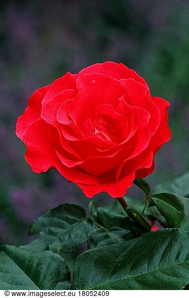 Rose 'Romance'  Shrub (Shrubs) Rose 'Romance' (Plants) (Plants) (Rose family) (Rosaceae) (Garden plant) (Bush) (Flowers) (Flowers) (Flower) (Red) (Summer) (Summer) (Vertical)