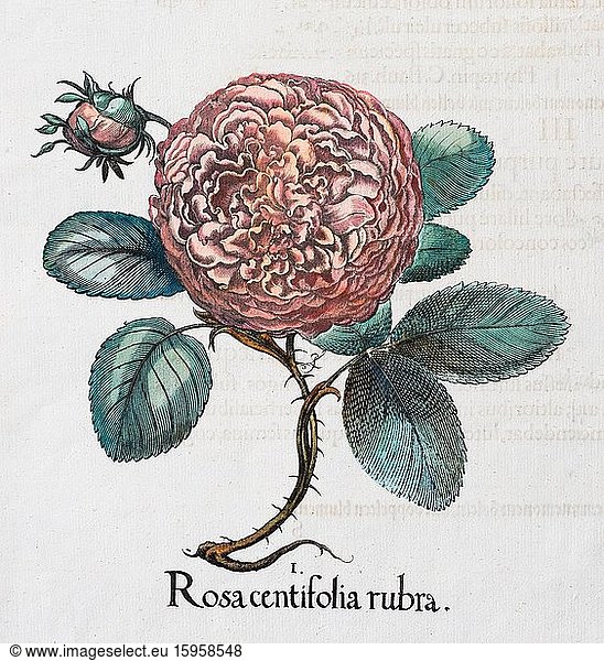 Rose (Rosa)  hand-coloured copper engraving by Basilius Besler  from Hortus Eystettensis  1613
