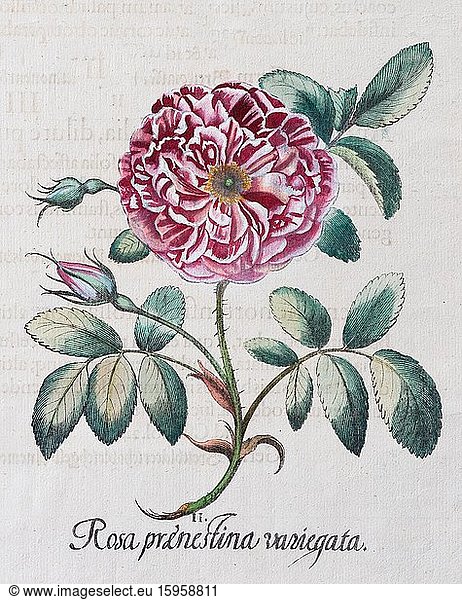 Rose (Rosa)  hand-coloured copper engraving by Basilius Besler  from Hortus Eystettensis  1613