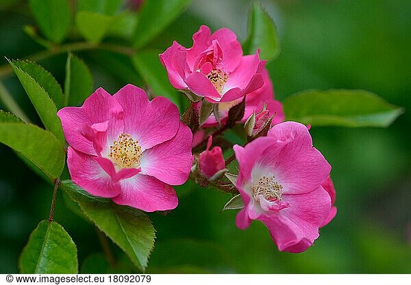 Rose (Rosa multiflora var. adenochaeta)
