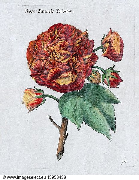 Rose (Rosa sinensis Foliosior)  hand-coloured copper engraving by Johann Theodor de Bry  from Florilegium Novum  1611