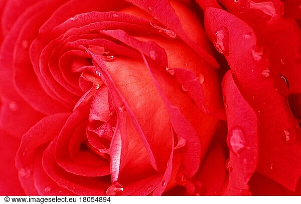 Rose (shrubs) Blüte mit Regentropfen  Rosenblüte mit Regentropfen (Pflanzen) (Rosengewächse) (Rosaceae) (Blumen) (Sträucher) (Strauch) (Gartenpflanze plant) (Blüten) (Nahaufnahme) (Detail) (close-up) (rot) (Querformat) (horizontal) (Wassertropfen) (drop of water)