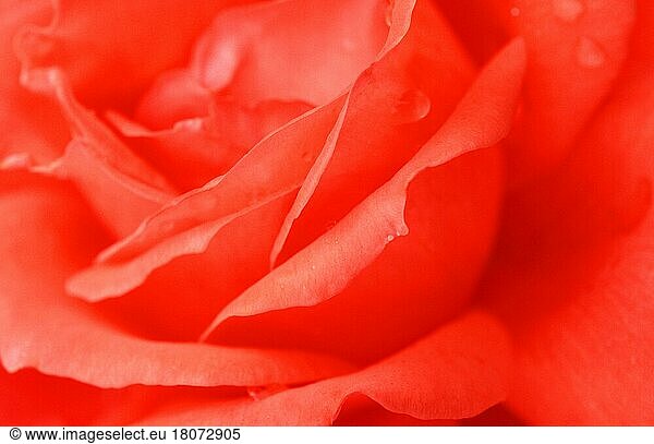 Rose (shrubs) Blume mit Regentropfen  Rosenblüte mit Regentropfen (Pflanzen) (Rosengewächse) (Rosaceae) (Blumen) (Sträucher) (Strauch) (Gartenpflanze plant) (Blüten) (Nahaufnahme) (Detail) (close-up) (Reinheit) (purity) (pureness) (rot) (Querformat) (horizontal)