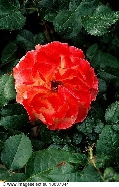 Rose (shrubs) 'Night Light'  Strauchrose 'Night Light' (Pflanzen) (Rosengewächse) (Rosaceae) (Gartenpflanze plant) (Sträucher) (Strauch) (Blumen) (Blatt) (Blätter) (leaves) (Blüten) (rot) (red) (grün) (green) (Sommer) (summer) (vertical)