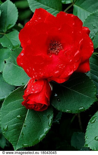 Rose (shrubs) 'Royal Show'  Strauchrose 'Royal Show' (Pflanzen) (Rosengewächse) (Rosaceae) (Gartenpflanze plant) (Sträucher) (Strauch) (Blumen) (Blatt) (Blätter) (leaves) (Blüten) (rot) (red) (Sommer) (summer) (Wassertropfen) (drop of water)