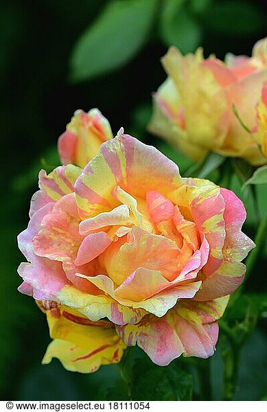 Rose  variety Paul Cezanne  painter rose  shrub rose  grower Delbard 1992