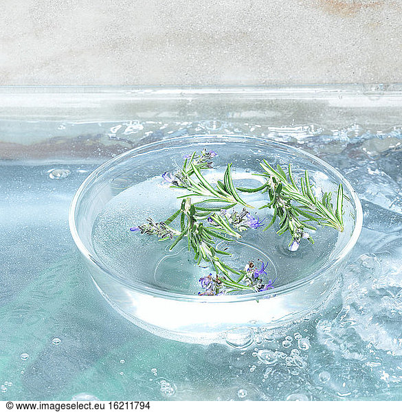Rosemary in glass bowl (Rosmarinus officinalis)  close-up