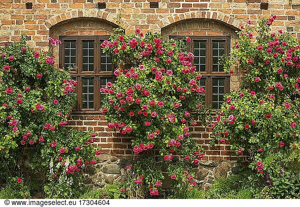 Rosen an den Fenstern im alten Kloster  erbaut 1267  in Ystad  Schonen  Skandinavien  Schweden  Europa