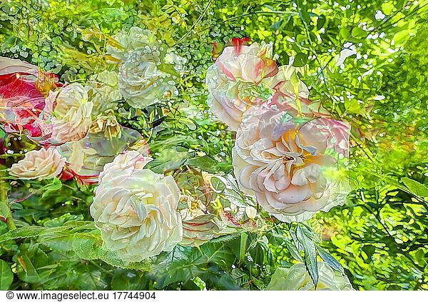 Rosen (Rosa)  Pflanzen  Garten kreativ  verfremdete Blumen  rosarote Blüten  Blätter  künstlerische Pflanzenaufnahmen  Deutschland  Europa