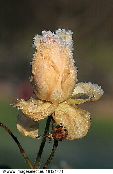 Rosenblüte mit Raureif