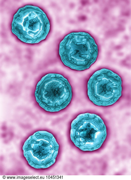 Roseolovirus (HHV 5 & 6). Image produced using high-dynamic-range ...