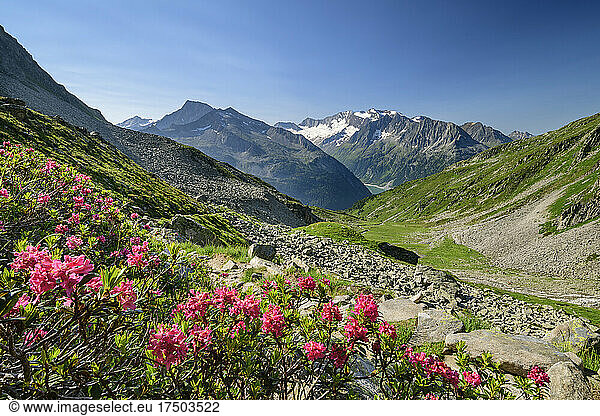 Roses blooming in scenic valley of Zillertal Alps