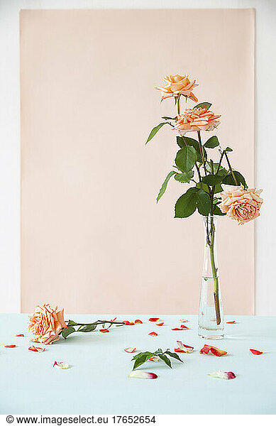 Roses in vase by fallen petals on table against pink backdrop