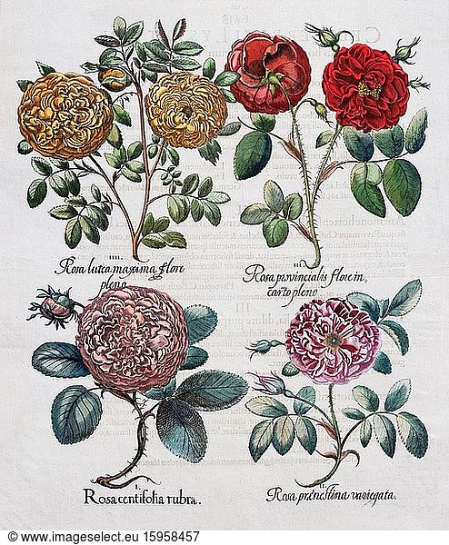 Roses (Rosa) hand-coloured copper engraving by Basilius Besler  from Hortus Eystettensis  1613