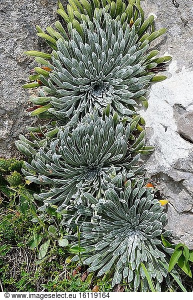 Rosettes inlaid with limestone of the Pyrenean Saxifrage (Saxifraga longifolia) in bloom Pyrenees France