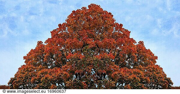 Rot-Ahorn-Baum