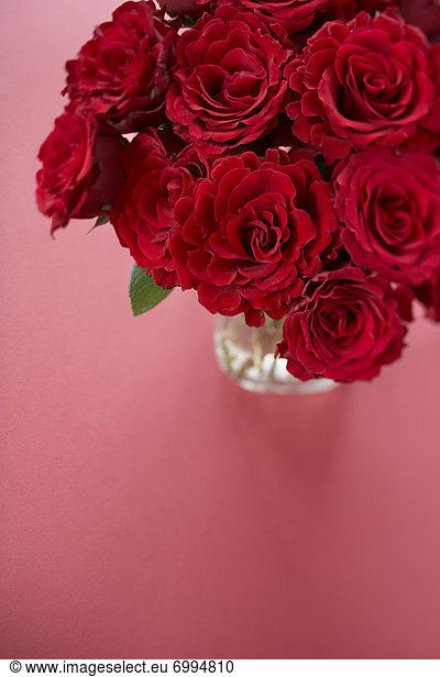 rot  Rose  Blumenvase