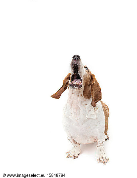 Rot-weißer Bassetthund nach oben schauend  Maul offen  leuchtend weißer Rücken