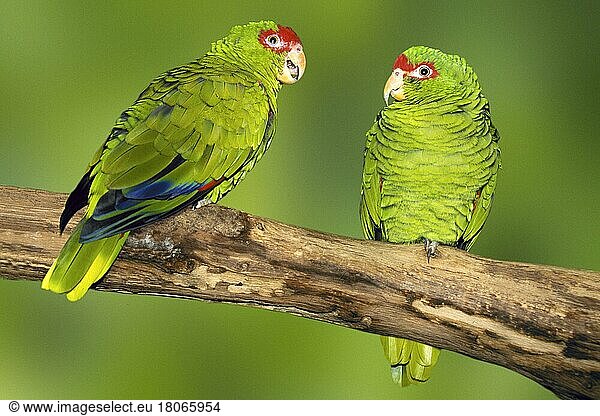 Rotbrillenamazonen  Prachtamazonen (Amazona pretrei) (Tiere) (Tiere) (Vogel) (Vögel) (Amazonen) (Amazonenpapageien) (Papageien) (Ast) (Zweig) (außen) (draußen) (frontal) (von vorne) (seitlich) (Seite) (grün) (erwachsen) (Querformat) (horizontal) (Paar) (zwei) (zwei)